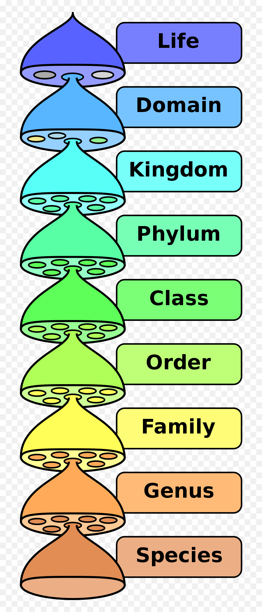 Filebiological Classification L Pengo Vflipsvg - Wikipedia Emoji,Biology Png