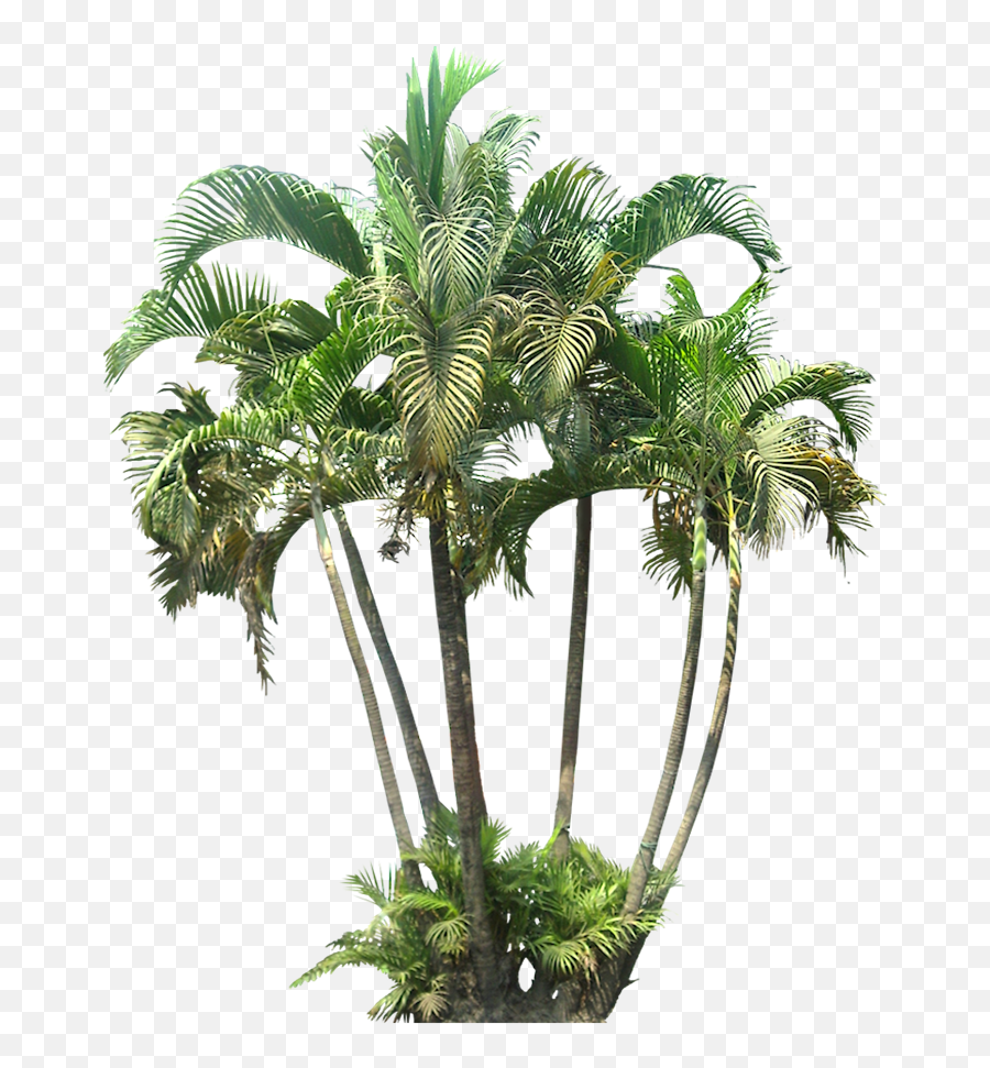 Download Google Search Palm Tree Png - Vertical Emoji,Palm Tree Png