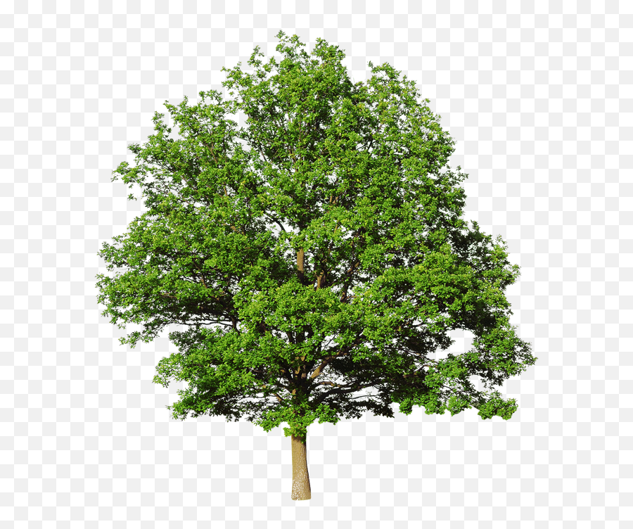 Stock Photography White Oak Tree White - White Oak Tree Transparent Emoji,Oak Tree Png