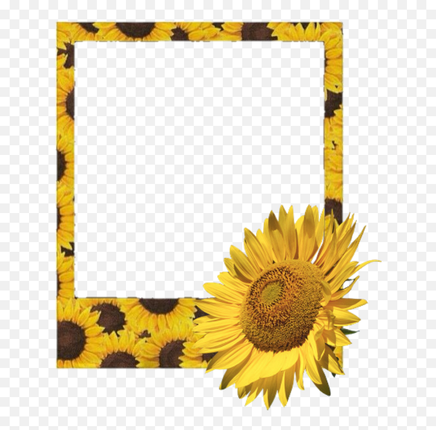 Sunflower Frame Png - Polaroid Frame Flower Sunflower Aesthetic Yellow Polaroid Frame Png Emoji,Sunflower Clipart