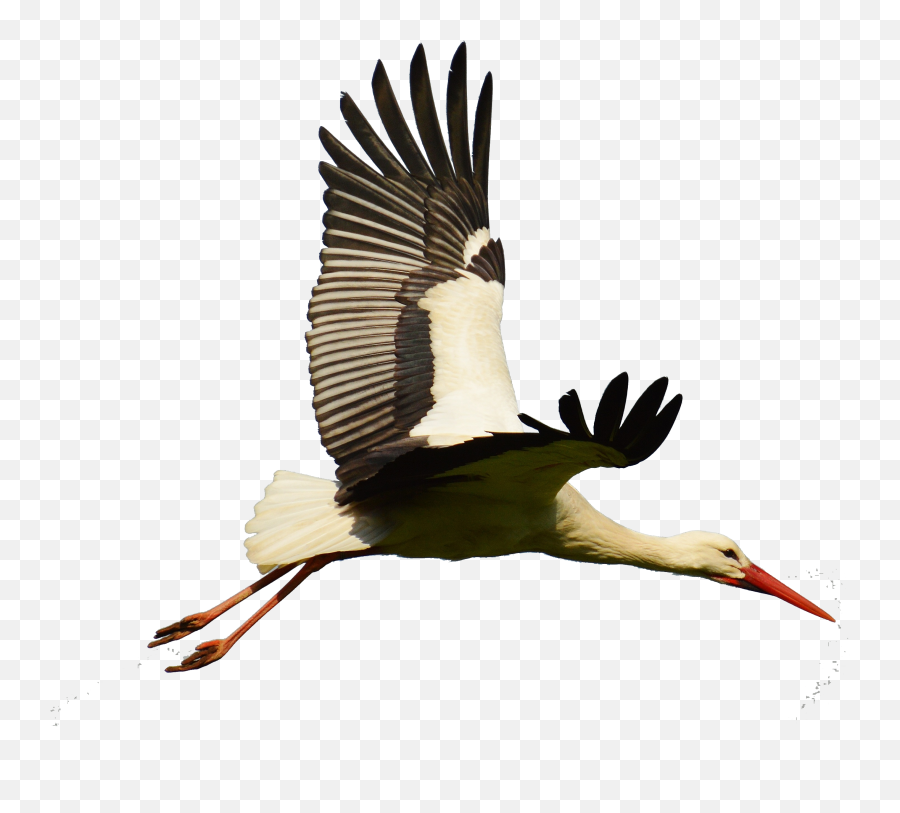 Goose Transparent Stork Picture Emoji,Stork Png