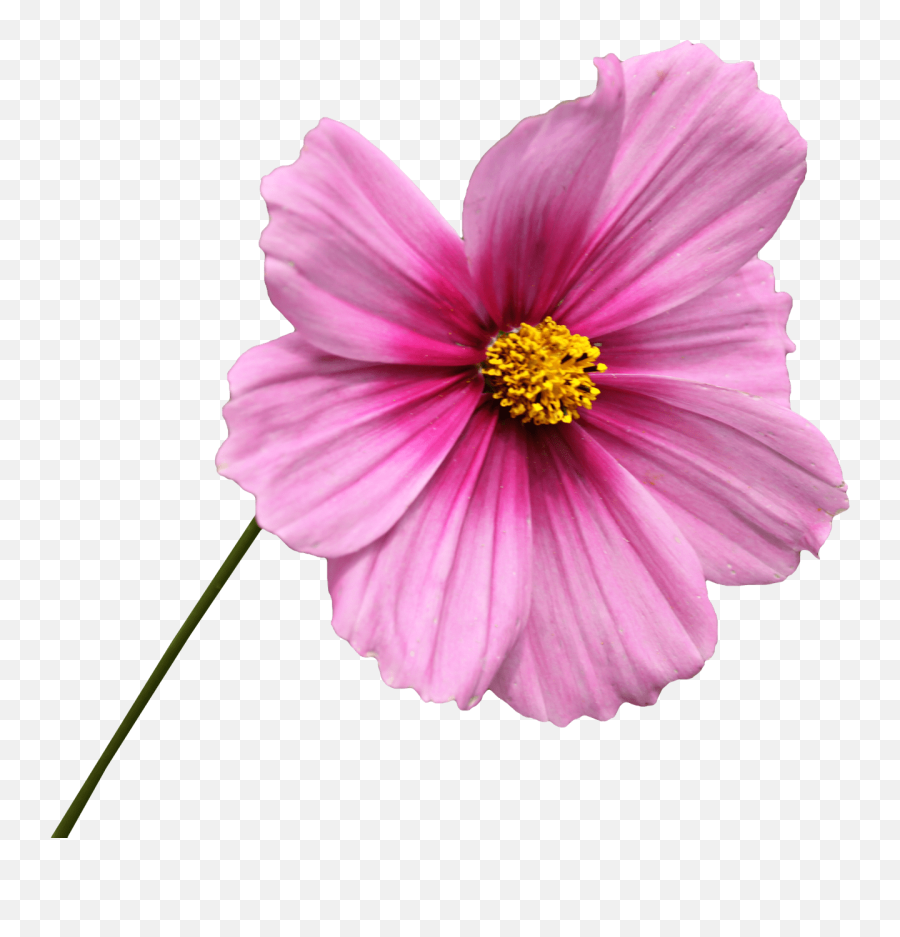 Flores - Transparent Cosmos Flower Png Emoji,Flores Png