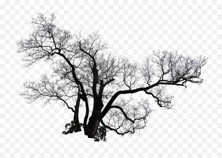 Tree Old Nature - Free Image On Pixabay Emoji,Old Tree Png