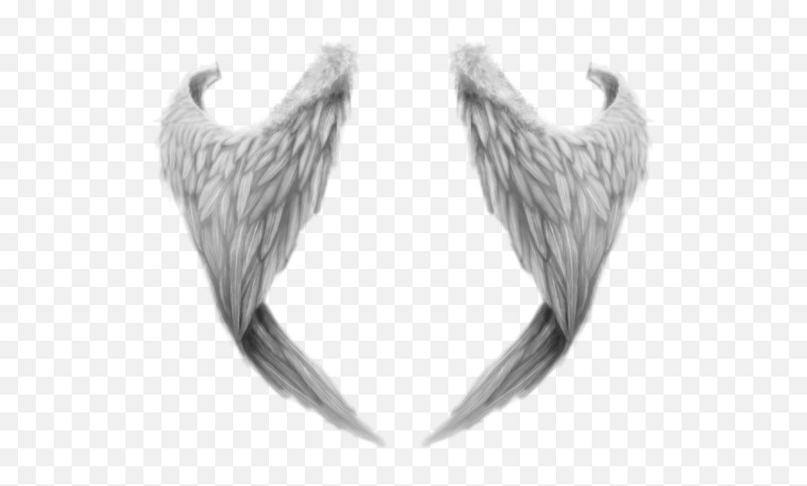 Angel Wings Feathers Transparent Png - Stickpng Ailes Png Emoji,Angel Wings Clipart