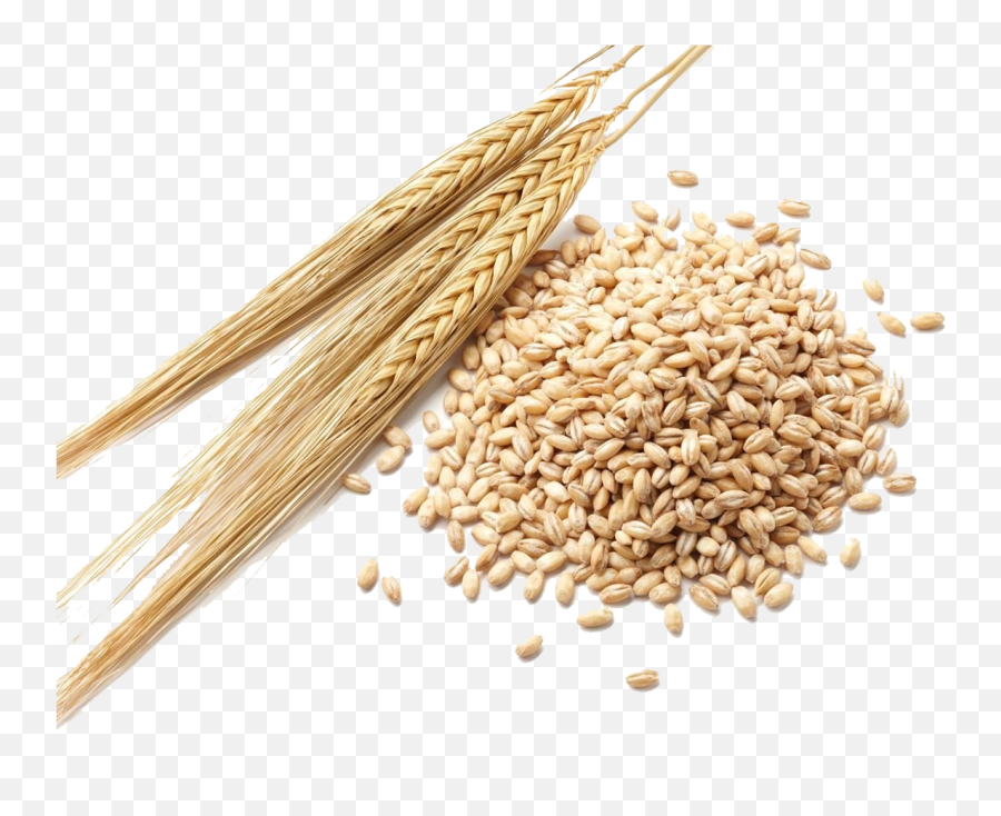 Barley Grain Png Clipart - Barley Grain Png Emoji,Grain Png