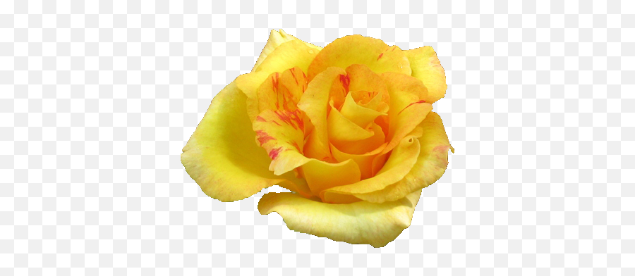 Download Yellow Rose Hq Png Image - Transparent Png Yellow Rose Emoji,Yellow Png