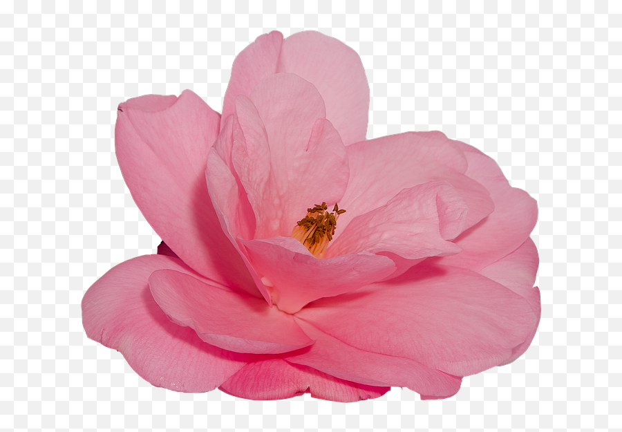 Flower Camelia Rosa - Free Photo On Pixabay Emoji,Nature Transparent