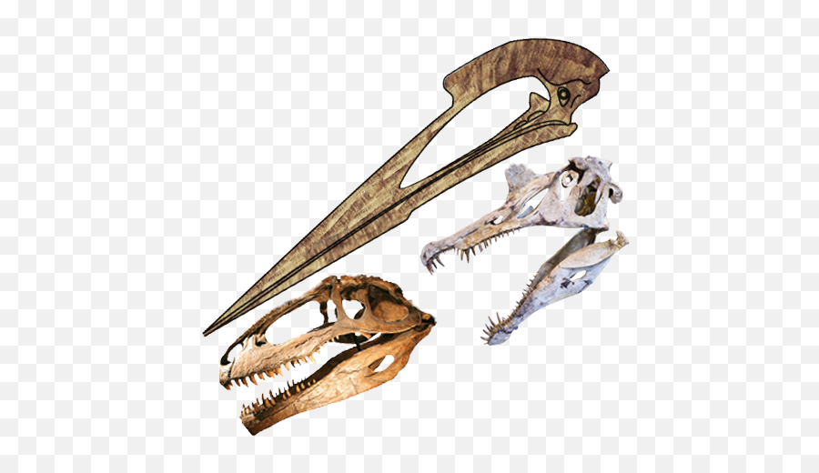 Fileskulls Length Comparison Of Hatzegopteryx Spinosaurus - Hatzegopteryx Skull Emoji,Skulls Png