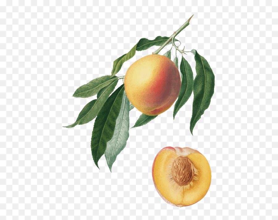 Peaches - Ela Family Farms Peach Branch With Leaves Emoji,Peaches Png