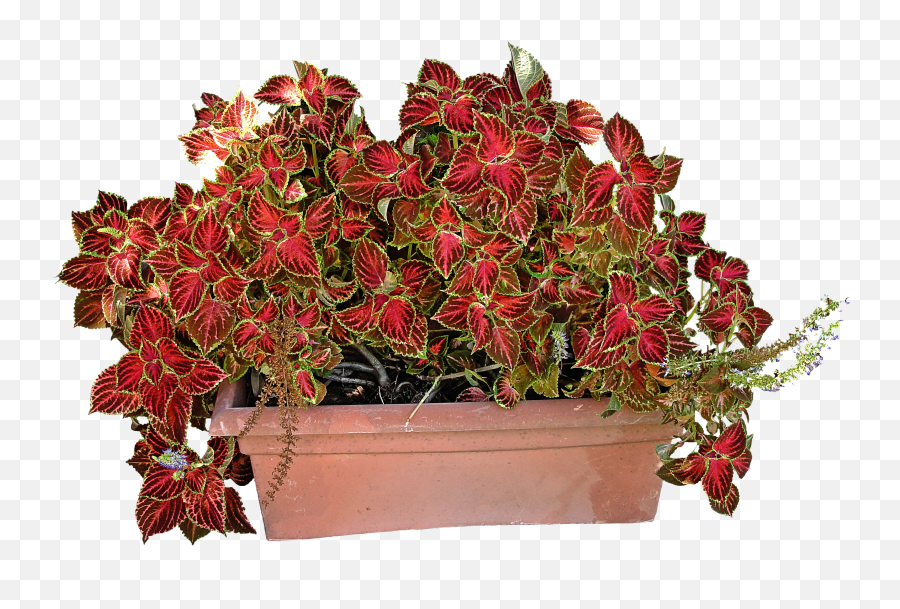 Red Coleus Flowers Clipart Free Image Download Emoji,Red Flowers Clipart