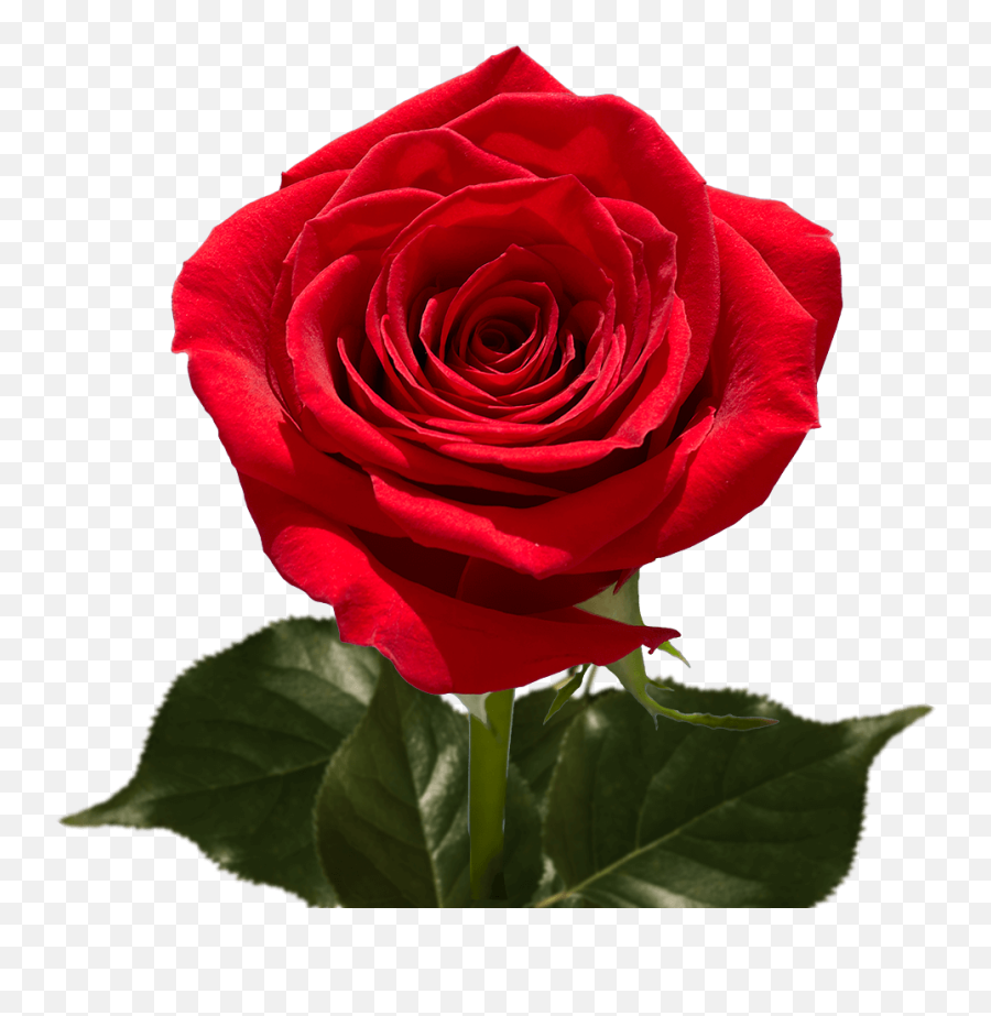 Dozen Red Roses Emoji,Boston Tea Party Clipart