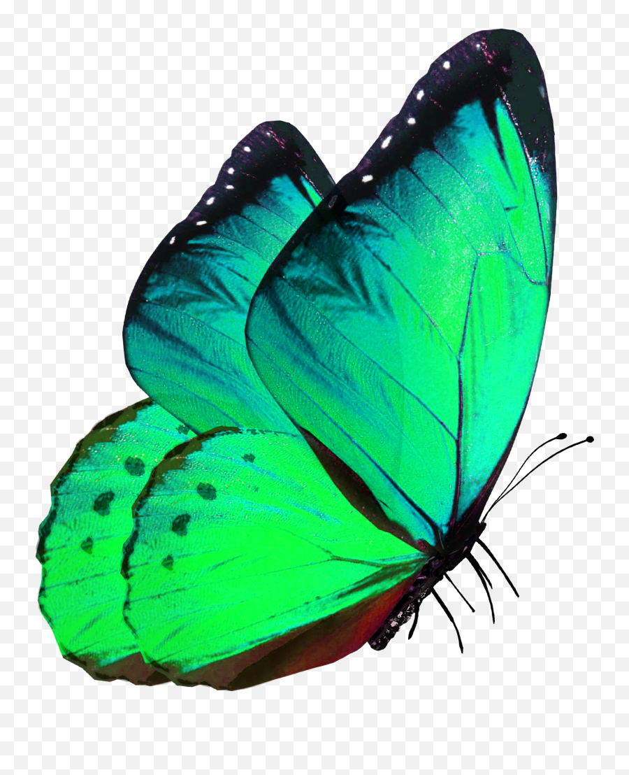 Green Butterfly - Lovely Emoji,Butterfly Png