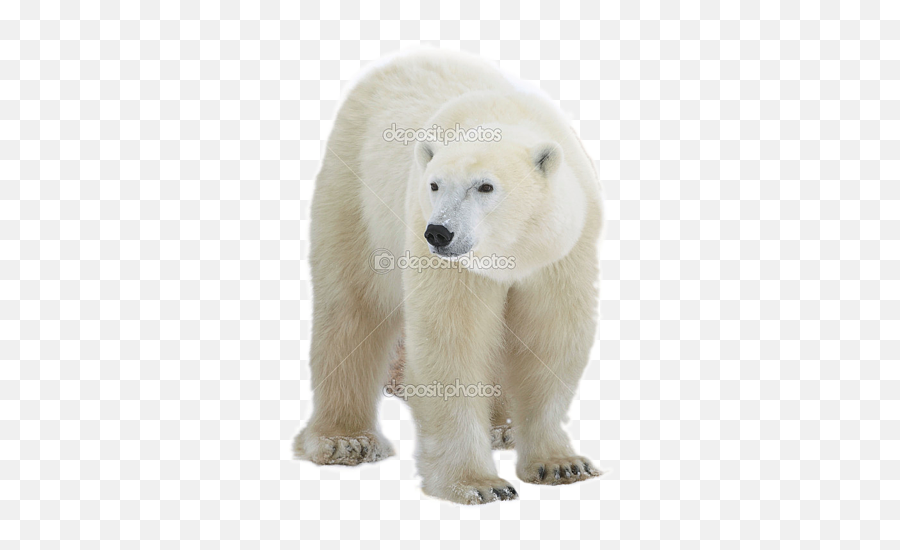 Transparent Background Problem In Photopaint X7 - Corel Real Polar Bear Transparent Background Emoji,Bear Transparent Background