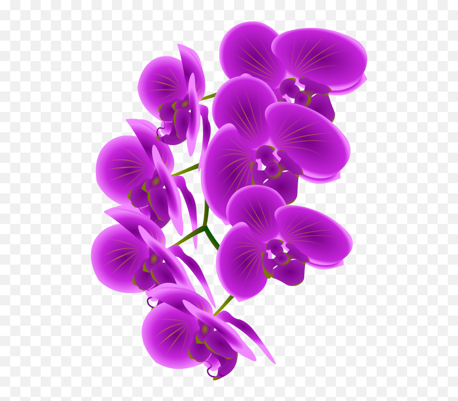 Free Orchid Cliparts Png Images - Clip Art Orchid Emoji,Orchid Clipart