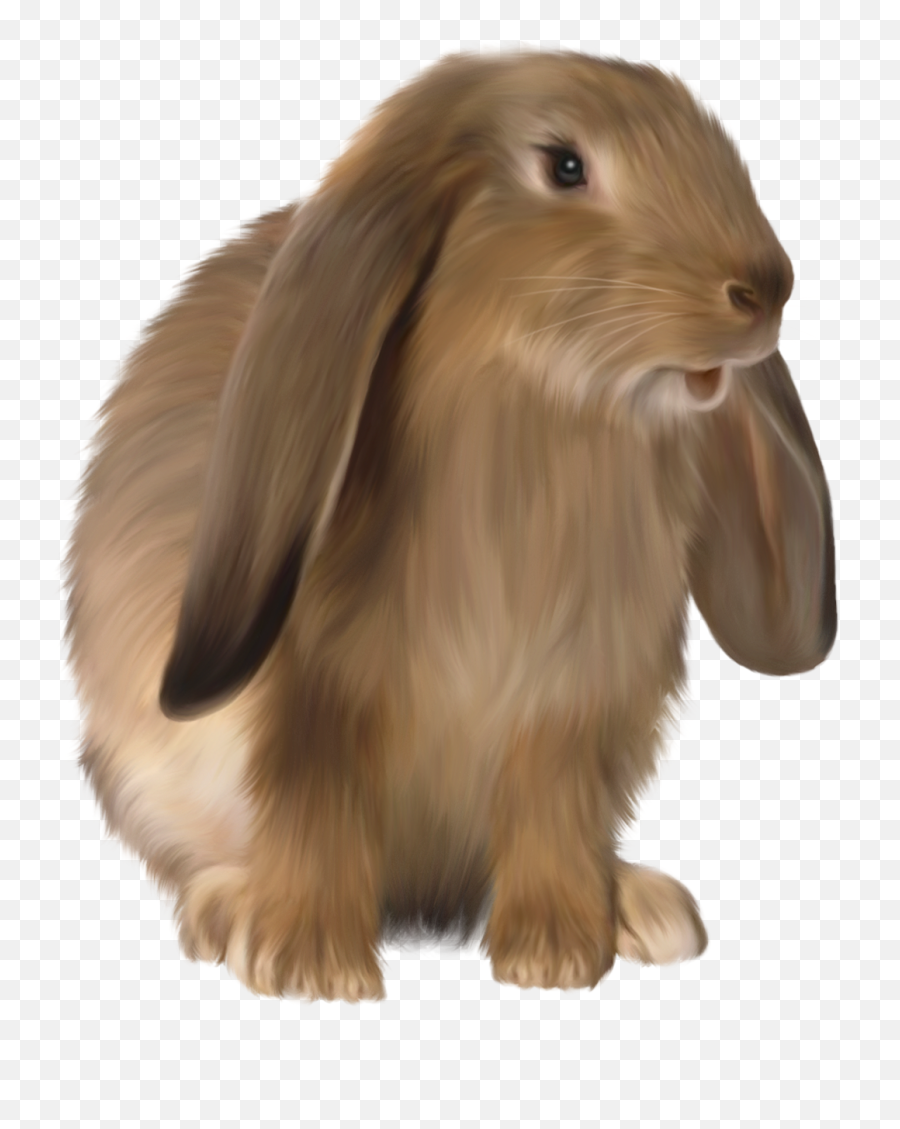 Rabbit Cartoon Images Animals Rabbit Png - Rabbit Png Emoji,Bunny Png
