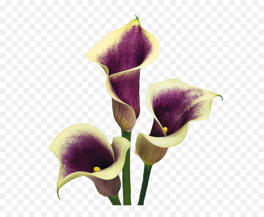 Aesthetic Pngs - Lilies Aesthetic Png Flowers Nature Emoji,Nature Transparent