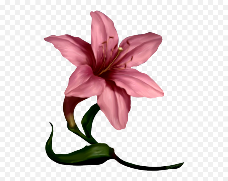 Download Flower Clipart Plant Art Daffodils Lilies Emoji,Lilies Clipart