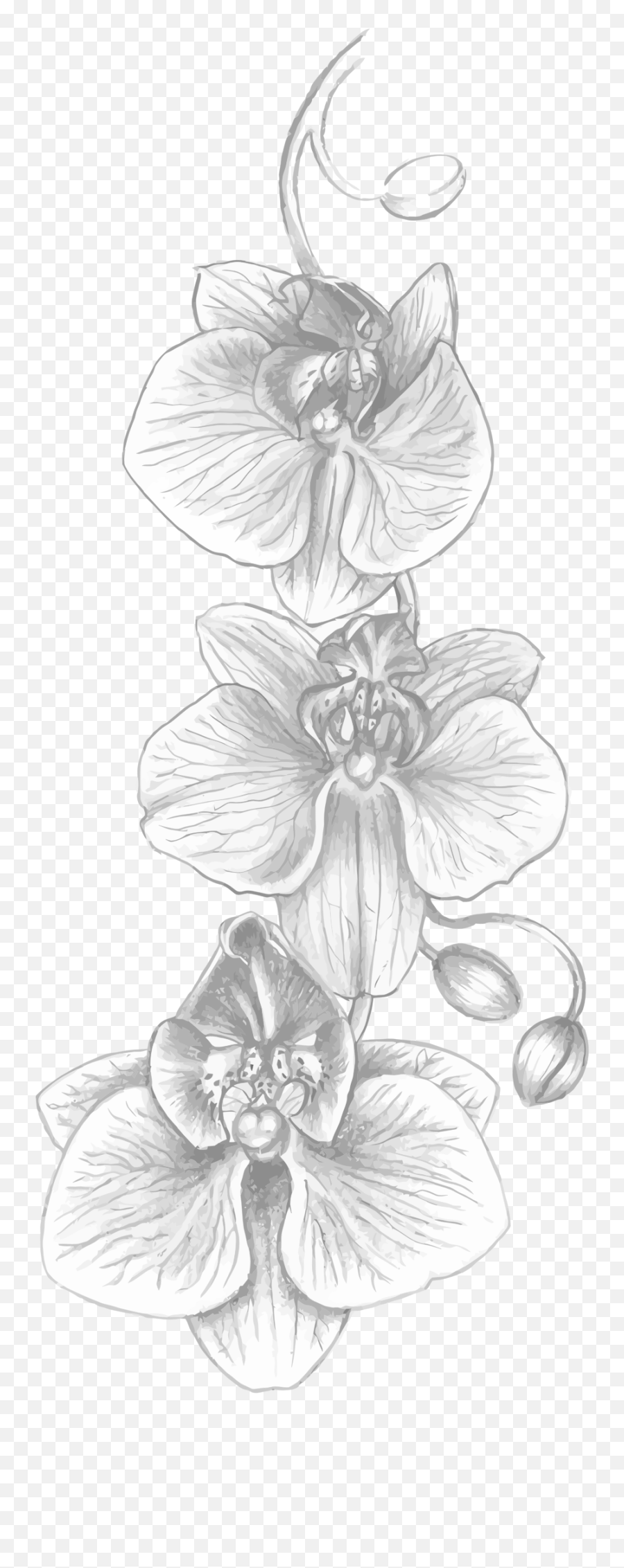 Gladiolus Black And White Tattoo - Orchid Black And White Emoji,Orchid Clipart Black And White
