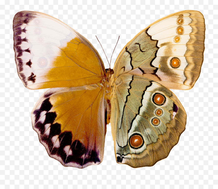 I Hope This Site Can Help Ease Some Of Those Stress Emoji,Butterfly Wings Clipart