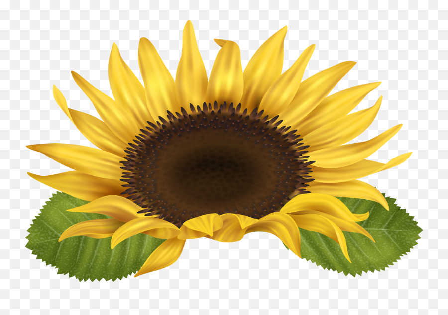 Library Of Sun Flower Banner Download Png Files - Transparent Sunflower Clipart Emoji,Sunflower Clipart Black And White