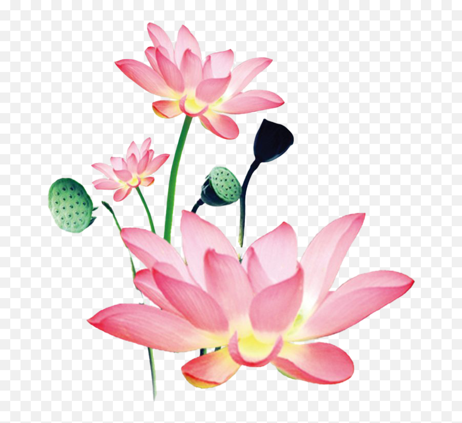 Lotus Png Transparent Images Png All - Lotus Flower Watercolor Background Emoji,Lotus Flower Clipart