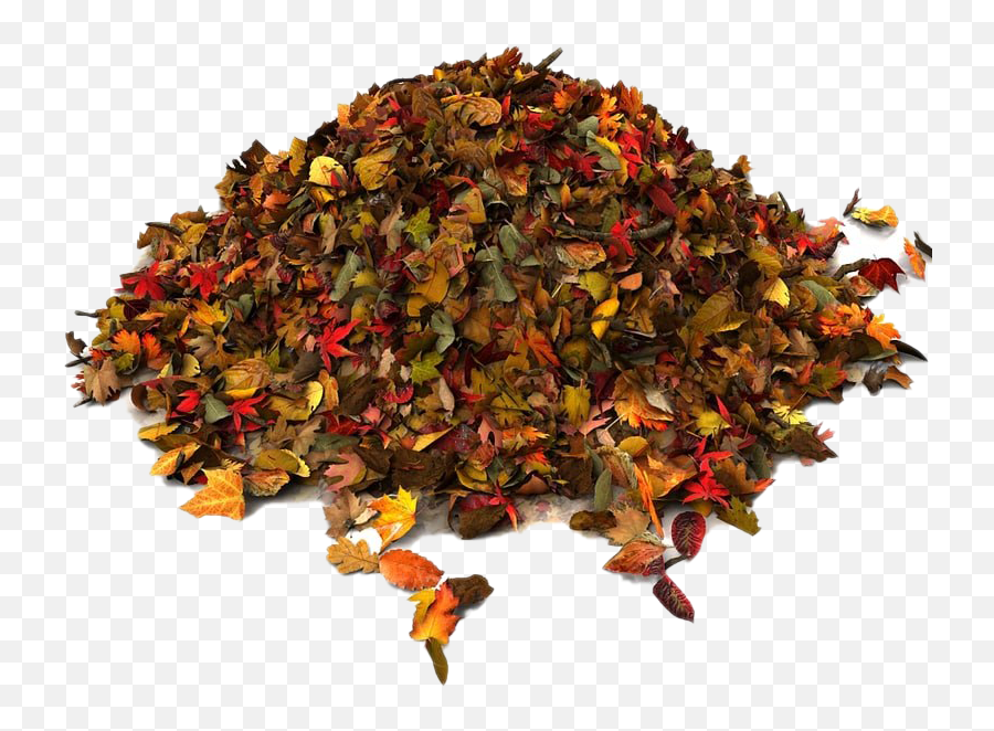 Pile Of Autumn Leaves Png File Png Mart - Pile Of Leaves Png Emoji,Fall Leaves Transparent Background