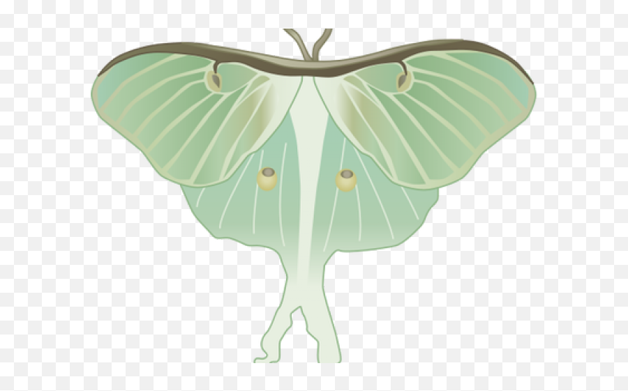 Mariposas - Luna Moth Png Transparent Png Original Size Luna Moth Clipart Emoji,Moth Transparent