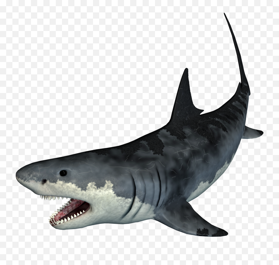 Tiger Shark - Shark Png Download 25001875 Free Tiger Shark Png Emoji,Shark Png