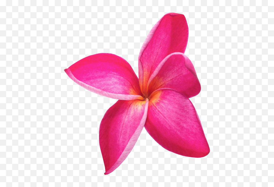 Hawaiian Flower Transparent Png Images - Girly Emoji,Flower Transparent Background