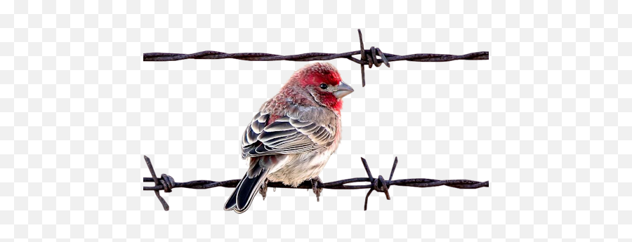 Clip Art Graphics - Barb Wire Bird Png Emoji,Barbed Wire Png