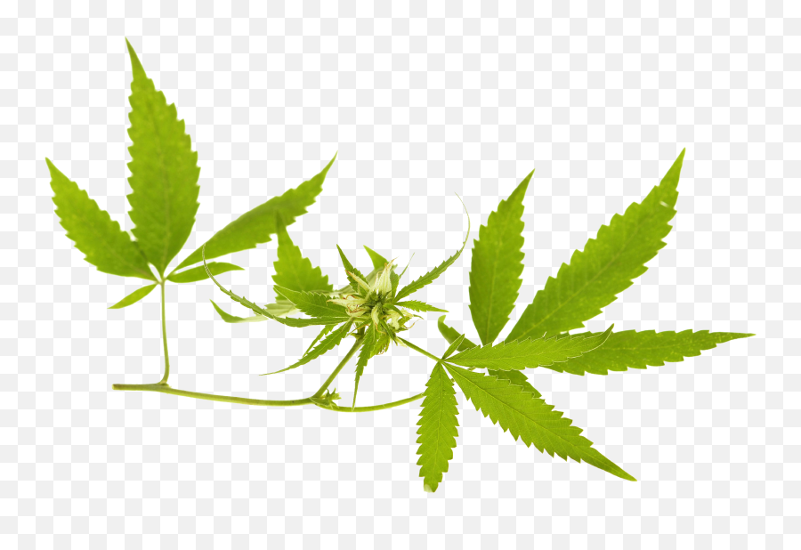 Cannabis Png Clipart Web Icons Png - Language Emoji,Marijuana Clipart