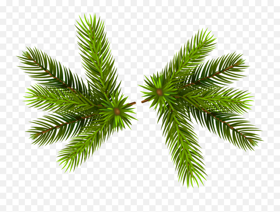 Pine Clipart Transparent - Pine Tree Branch Transparent Christmas Pine Transparent Background Emoji,Pine Tree Clipart
