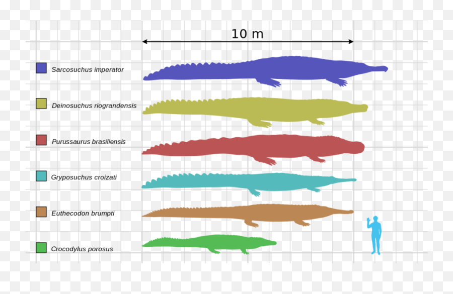 Crocodile Shirt Size Chart - Danada Deinosuchus Vs Sarcosuchus Size Emoji,Alligator Logo Clothing
