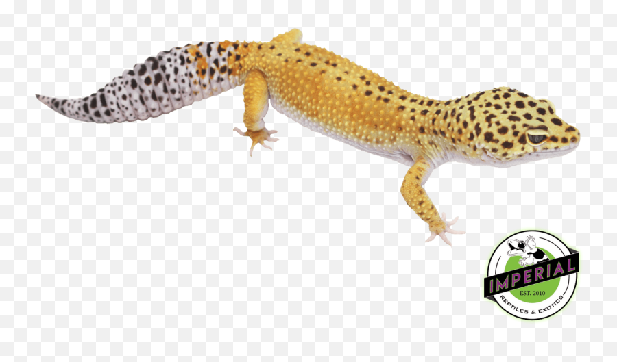 Reverse Stripe Leopard Gecko Adult Emoji,Leopard Gecko Png