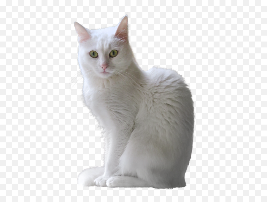 White Kitten Transparent Png Clipart White Kittens Emoji,Cat Nose Clipart