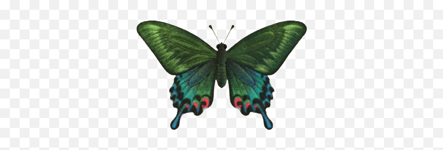 Index Of Publicimagesinsects - Animal Crossing Butterflies Emoji,Moth Png