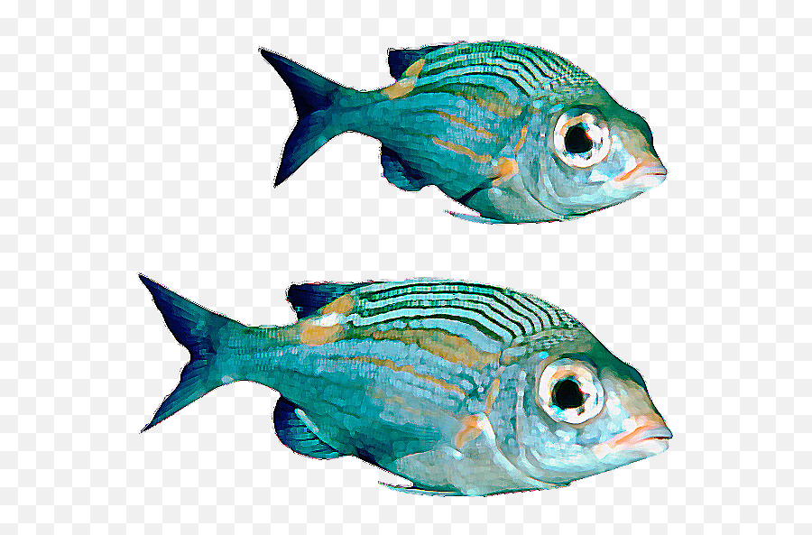 Download Real Fish File Hq Png Image Freepngimg Emoji,Fishes Png