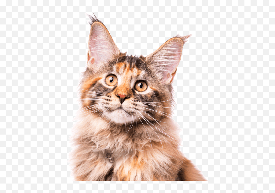 Maine Coon Cat Png Transparent Images Png All - Ginger Maine Coon Price Emoji,Cat Png