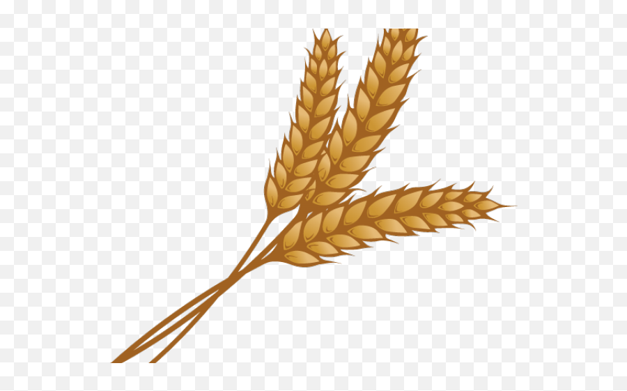 Wheat Clipart Palay Wheat Palay - Wheat Clipart Png Emoji,Wheat Clipart