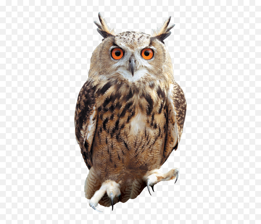 Owl Png - Owl Png Emoji,Owl Png