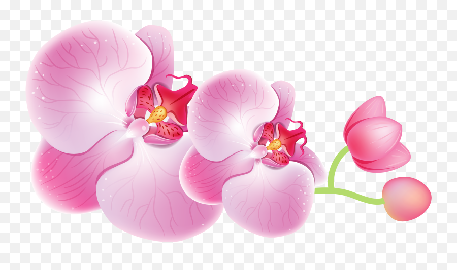 Orchids Png Clipart Best Web Clipart - Orchids Clipart Png Emoji,Orchid Clipart