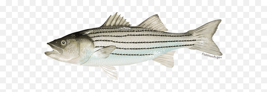 Atlantic Striped Bass - Striped Bass Emoji,Bass Fish Png