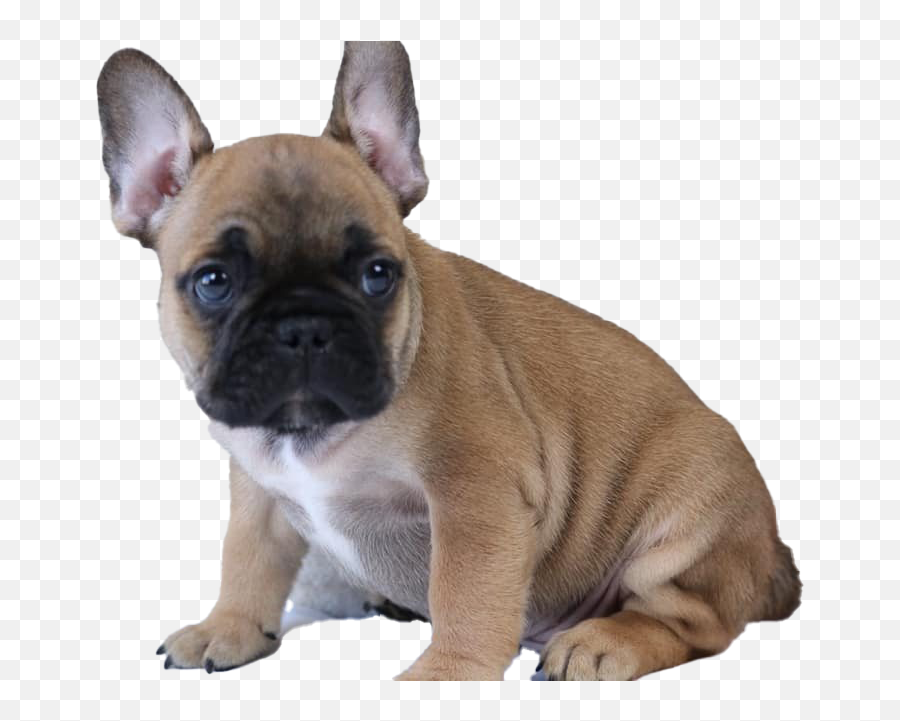 French Bulldog Puppy Transparent Emoji,French Bulldog Png