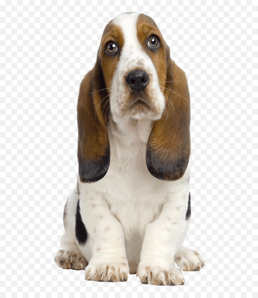 Corgi Clipart Transparent Background Corgi Transparent - Dog With Transparent Background Png Emoji,Doge Png