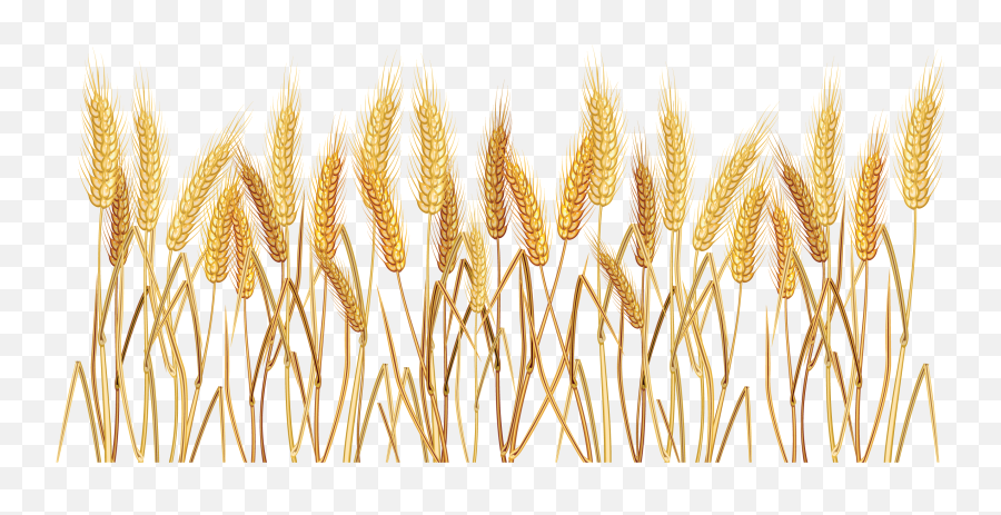 Download Wheat Cereal Clip Art - Transparent Background Wheat Border Emoji,Wheat Clipart