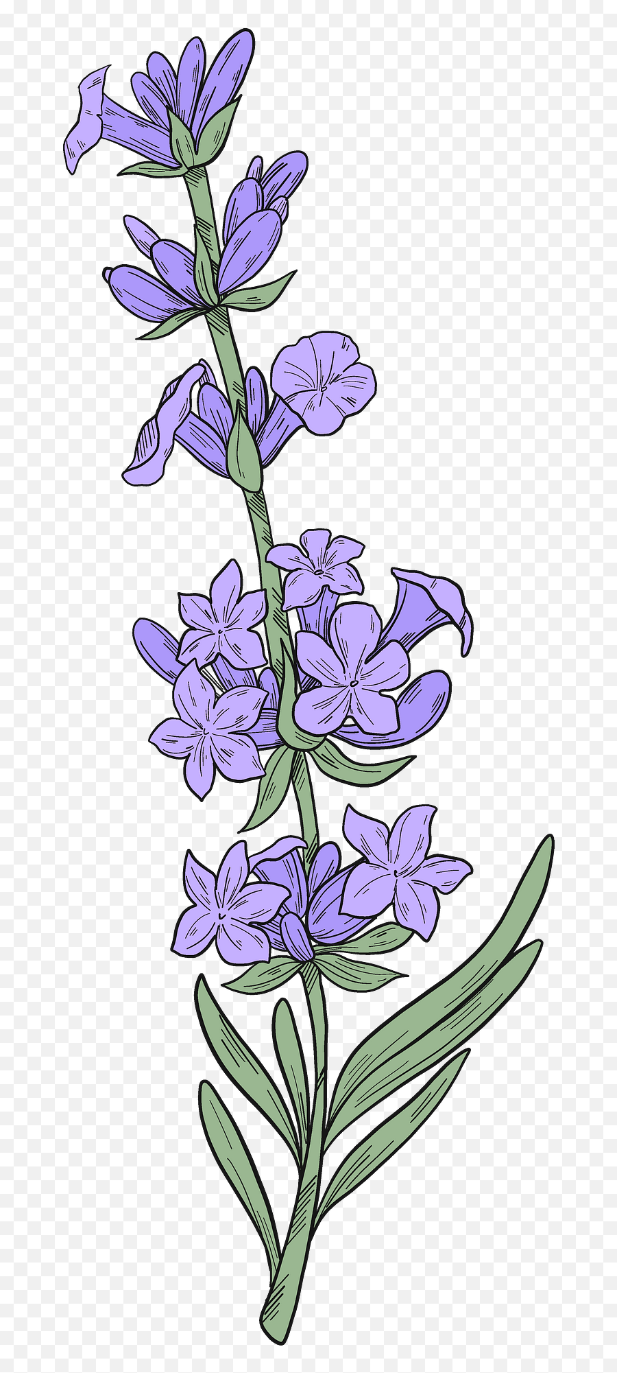 Lavender Clipart - Bellflowers Emoji,Lavender Clipart