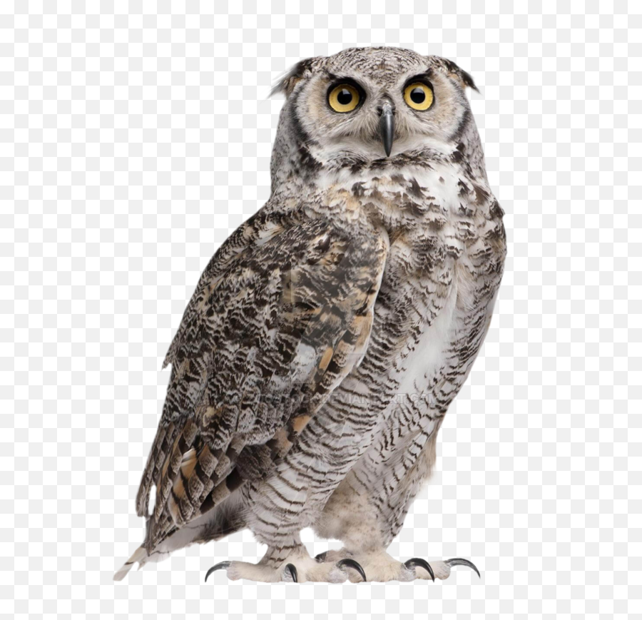 Owl Png Hd Image - Transparent Background Owl Png Emoji,Owl Png