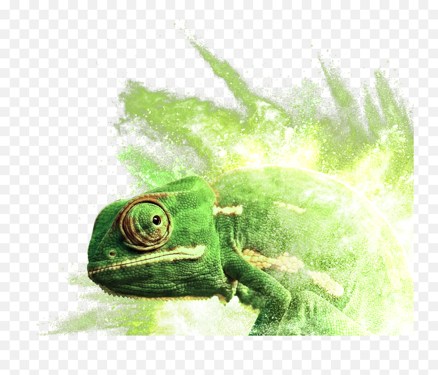 Download Common Chameleon Png Image With No Background - Common Chameleon Emoji,Chameleon Png
