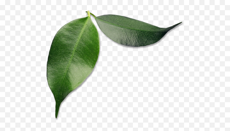 Download Small Avocado Leaves - Avocado Full Size Png Transparent Avocado Leaf Png Emoji,Avocado Transparent Background