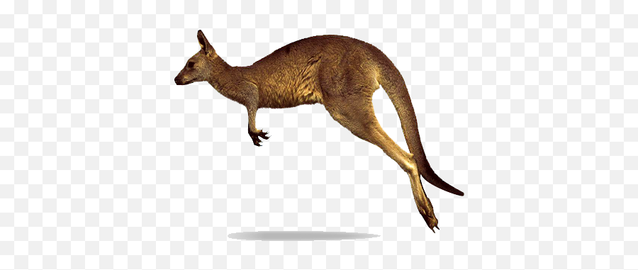Kangaroo Png Clipart Hq Png Image - Jumping Kangaroo White Background Emoji,Kangaroo Clipart